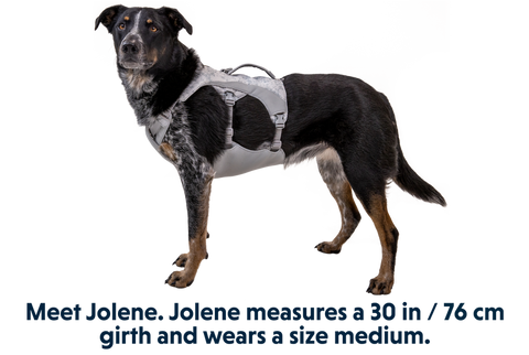 Swamp Cooler™ Pet Cooling Harness