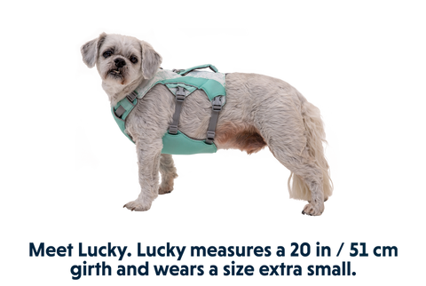 Swamp Cooler™ Pet Cooling Harness