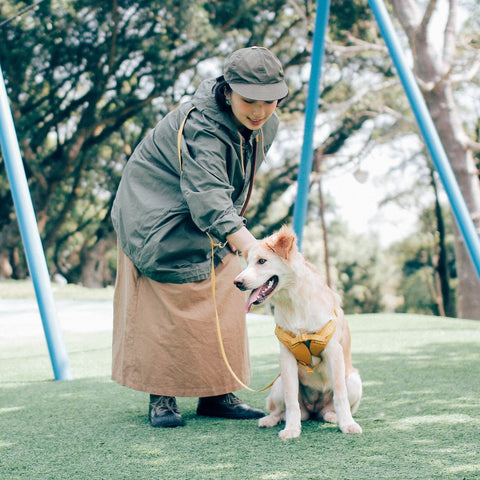 Explore - Leash