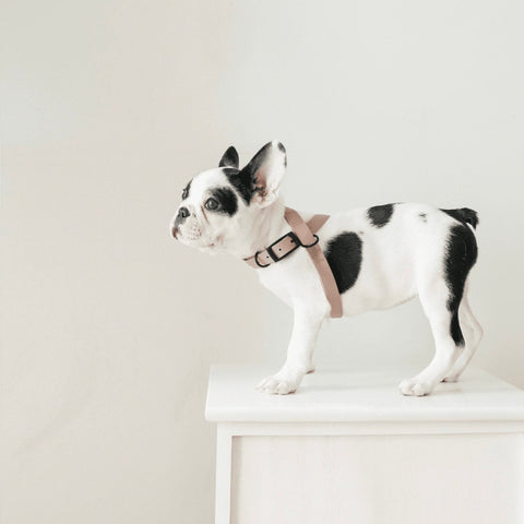 OTTO X - Escape proof harness