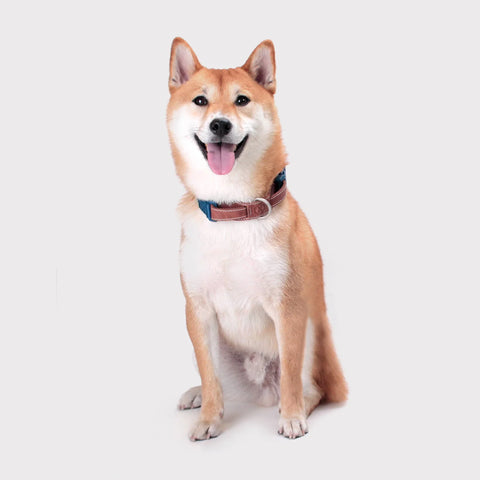 Explore - Collar