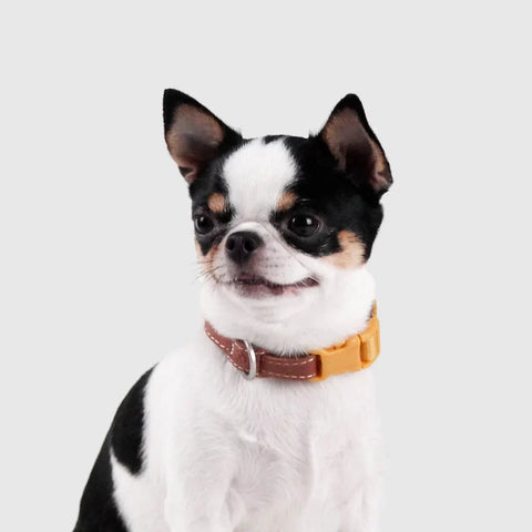Explore - Collar