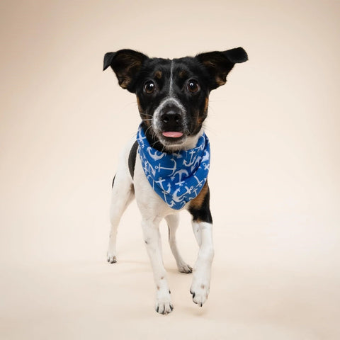 Dog Bandana - Oceans