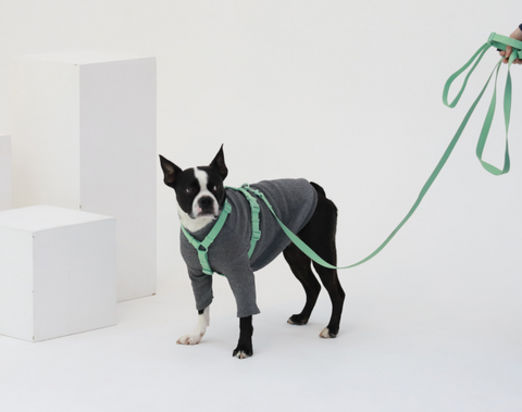 Macaron Hands Free Dog Leash