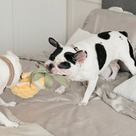 PINEAPPLE POP - Bouncy + Crinkly Toy
