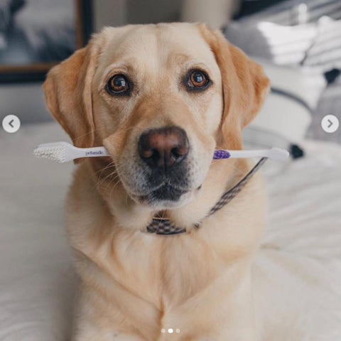 Dual-Ended Pet Toothbrush - Petisan