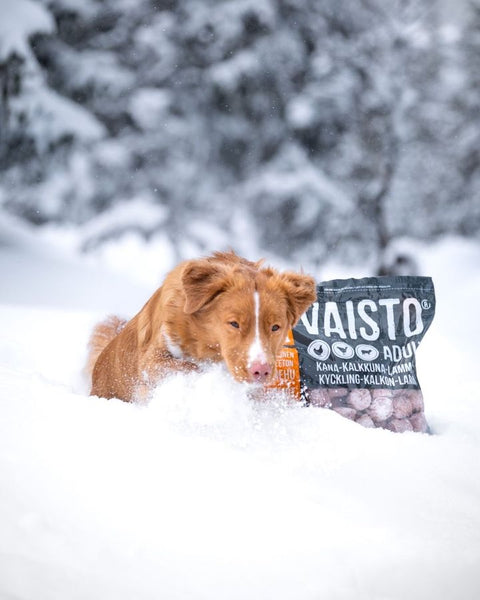 Frozen Raw Dog Food - Vaisto Grey (Chicken, Turkey & Lamb)