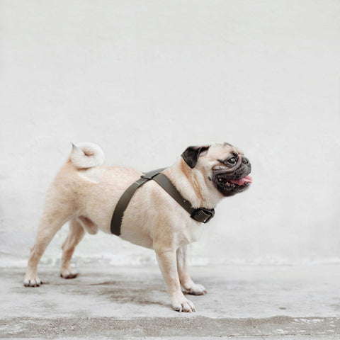 OTTO X - Escape proof harness