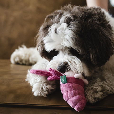Seacreatures - Eco-Friendly Small Dog Toys
