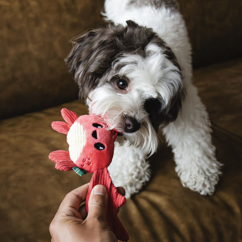 Seacreatures - Eco-Friendly Small Dog Toys