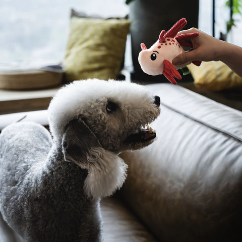 Seacreatures - Eco-Friendly Small Dog Toys