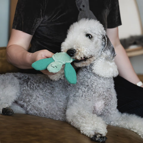 Seacreatures - Eco-Friendly Small Dog Toys