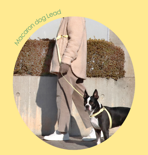 Macaron Hands Free Dog Leash