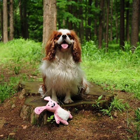 We Are Friends - Dog rpet toys