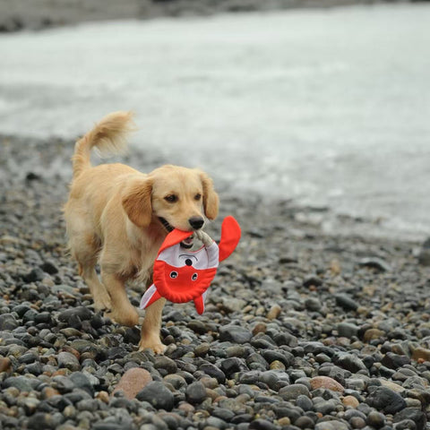 The Very Best Frisbee - Dog rpet toys