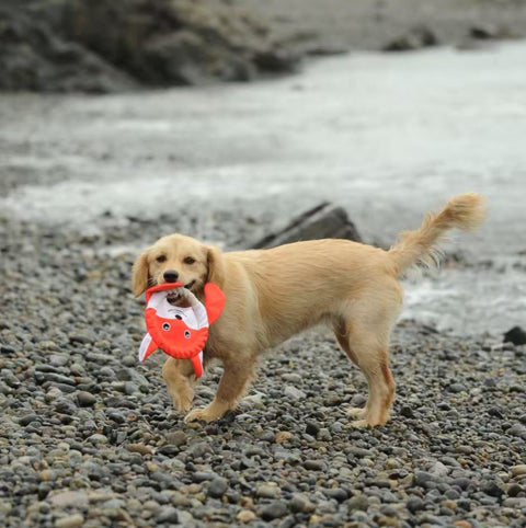The Very Best Frisbee - Dog rpet toys