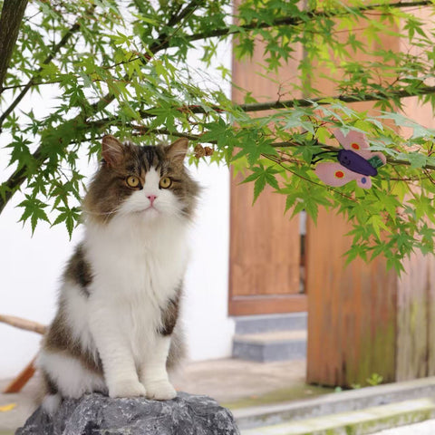 Insect Catnip Toys