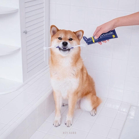 Dual-Ended Pet Toothbrush - Petisan