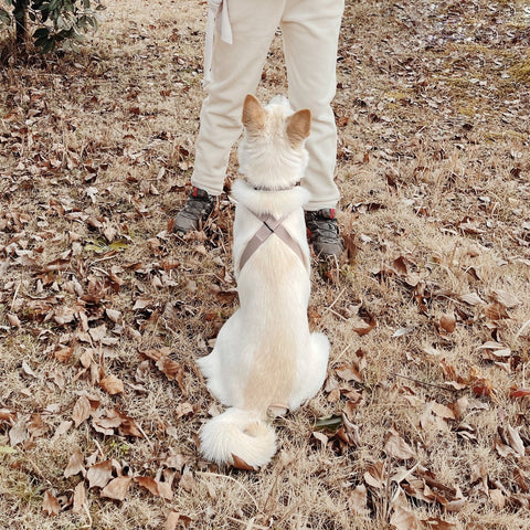 OTTO X - Escape proof harness