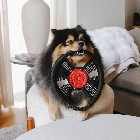 BARK TO THE BEAT