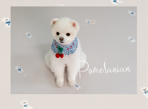 【PRE-ORDER】Non-Slip Waterproof Pet Mat - Rug 整體款 (Breed Pattern)