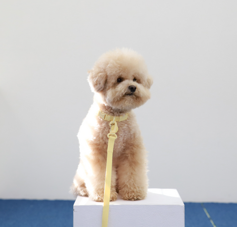 Macaron Hands Free Dog Leash