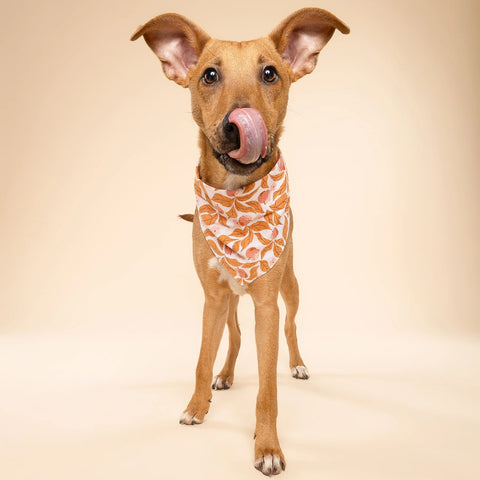 Dog Bandana - Apple Crisp