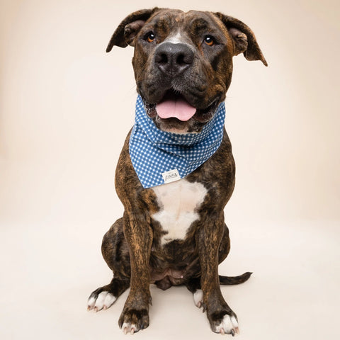 Dog Bandana - Blue Gingham
