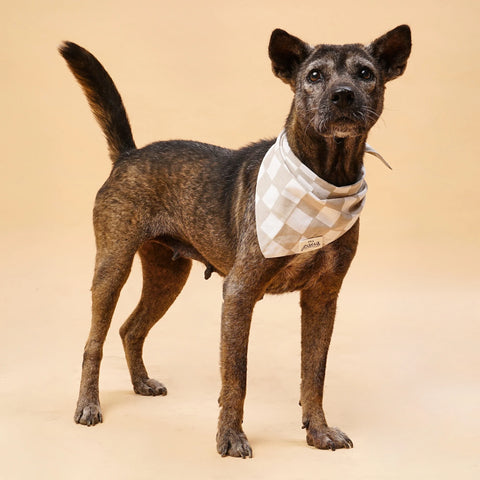 Dog Bandana - Checkers