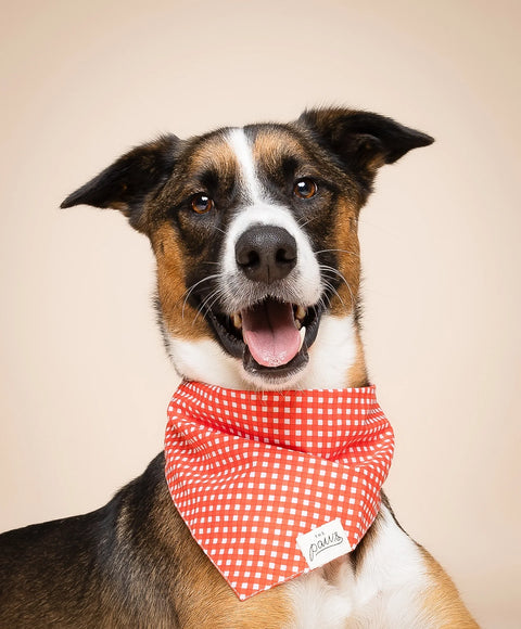 Dog Bandana - Red Gingham