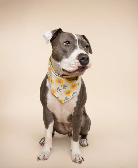 Dog Bandana - Cullipher