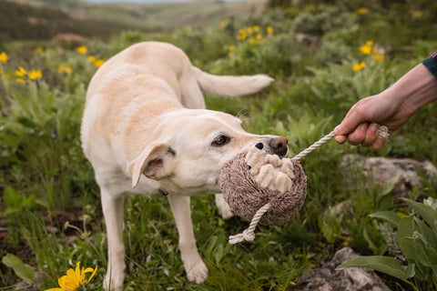 Dog Plush Toy - Forest Friends Collection
