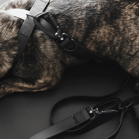 MELLEM X wide - all weather convertible leash