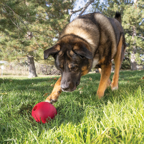 KONG Ball with Hole