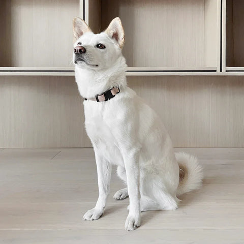 AVA // Quick-release metal buckle collar
