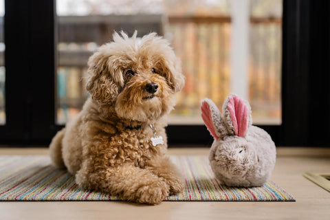 Dog Plush Toy - Forest Friends Collection