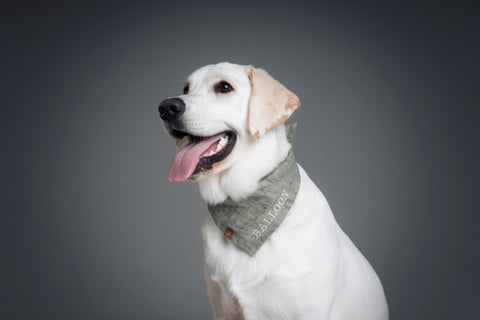 Personalized Pet Bandana - Linen