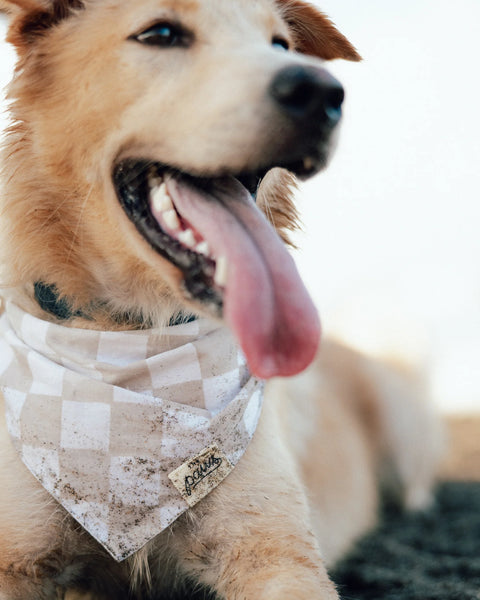Dog Bandana - Checkers