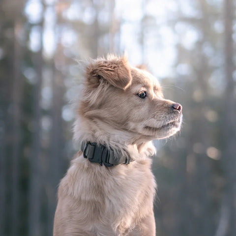 AVA // Quick-release metal buckle collar
