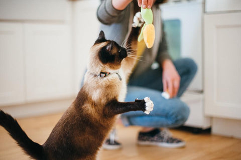 Cat Toy - Food Collection