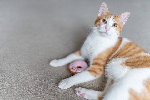 Cat Toy - Food Collection