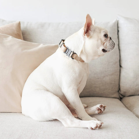 AVA // Quick-release metal buckle collar