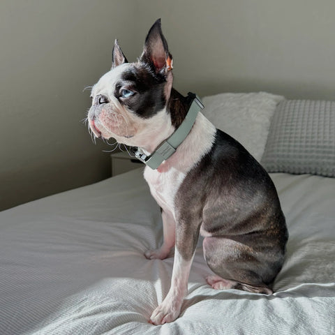 AVA // Quick-release metal buckle collar