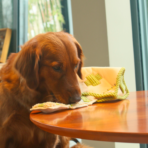 Tissue Box Dog Puzzle Toy