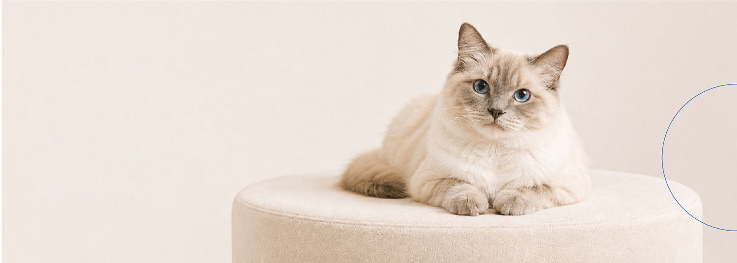For Cats