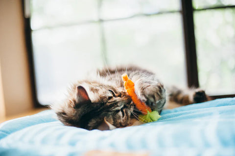 Feline Frenzy - Farm to Tabby