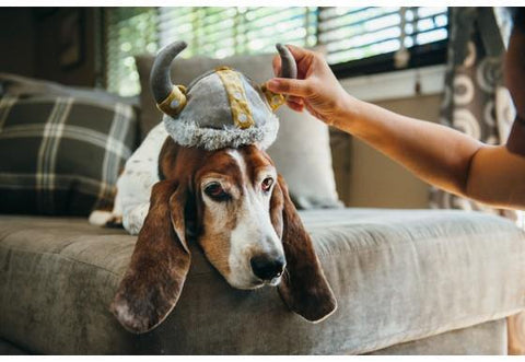 Mutt Hatter Collection - Petisan