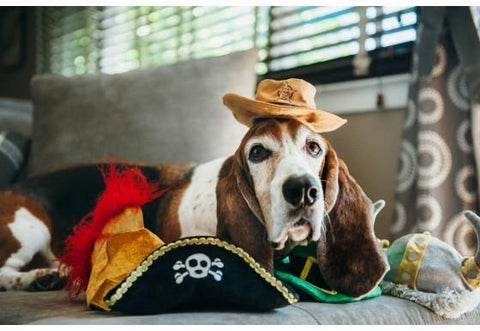 Mutt Hatter Collection - Petisan