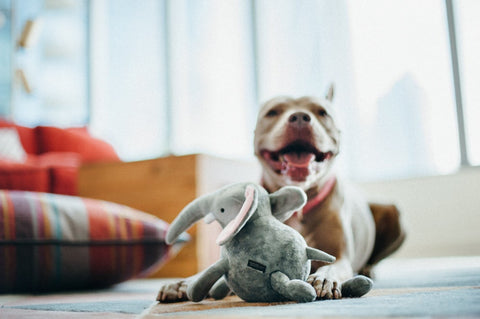 Dog Plush Toy - Safari Collection