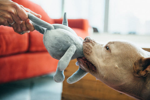 Dog Plush Toy - Safari Collection